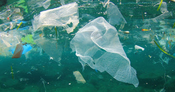 Abu Dhabi's No Plastic Policy